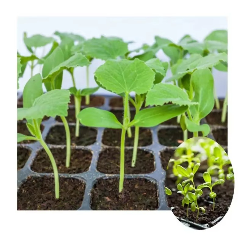 Automatic Plug Tray Seeding Ma - đánh giá và giá Nursery Plug Tray