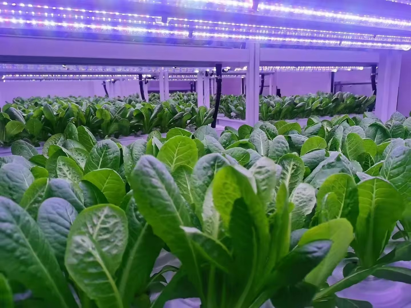 f Greenhouse Agricultural Equi - đánh giá và giá Agriculture Farming System