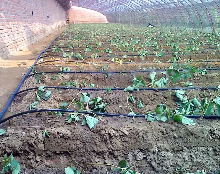 1HA Irrigation Kit Agricultura - đánh giá và giá Agriculture Farming System
